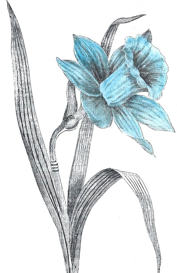 Blue daffodils sale